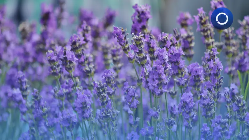 Aromáticas Benisanó impulsa su digitalización con Sage 50